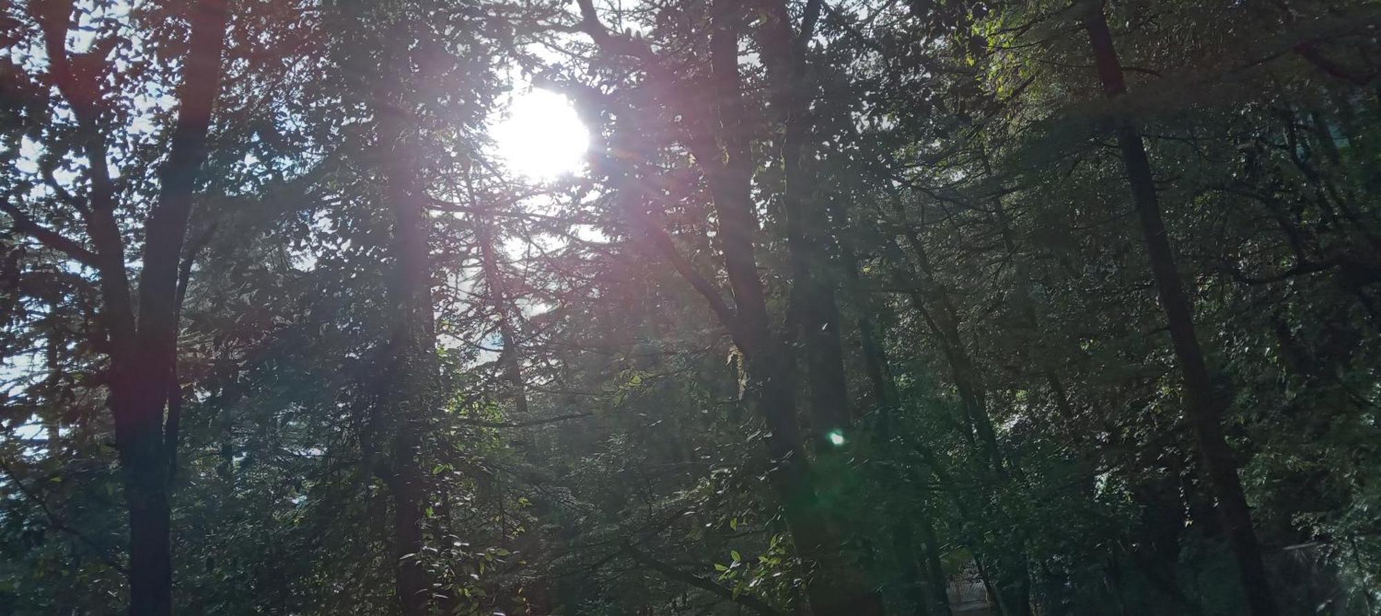 Moonlight Ridge Lägenhet McLeod Ganj Exteriör bild